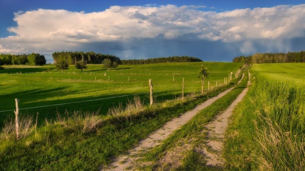 Summer Serenity on a Rural Dirt Road wallpaper