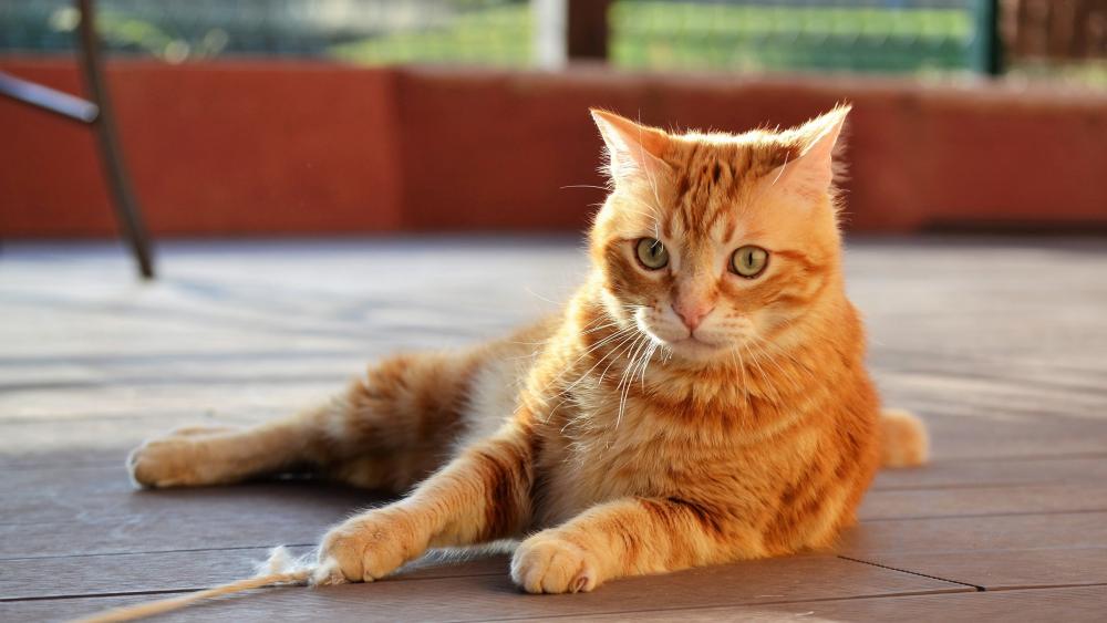 Ginger Cat Relaxing on Sunlit Deck wallpaper