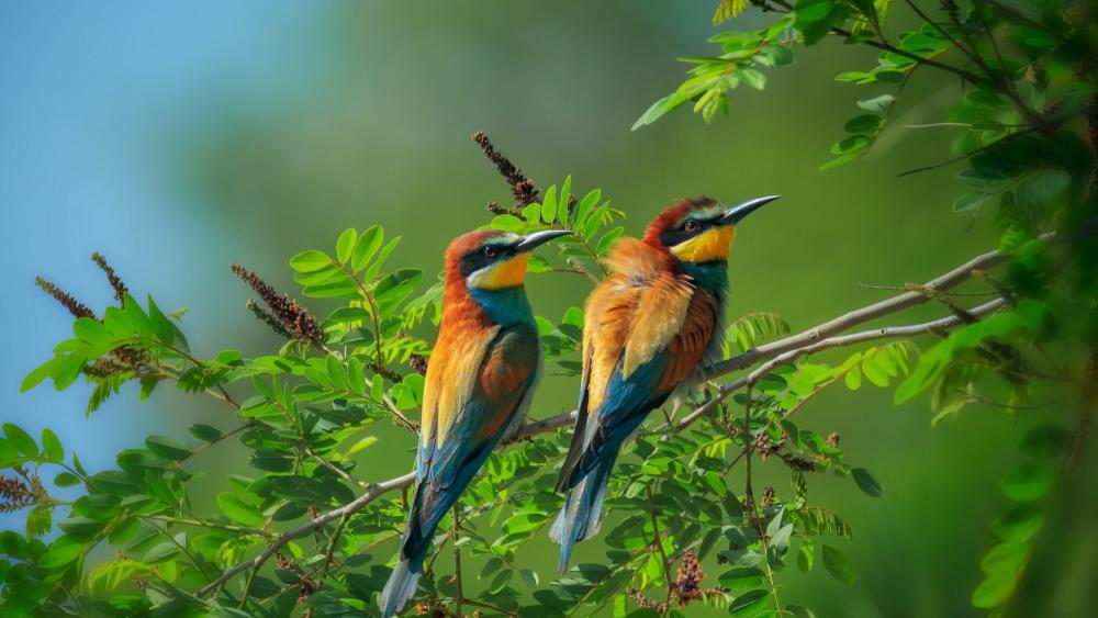 Colorful Harmony of European Bee-Eaters in Nature wallpaper