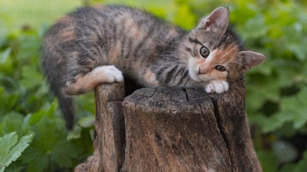 Cute Tabby Kitten on Tree Stump wallpaper