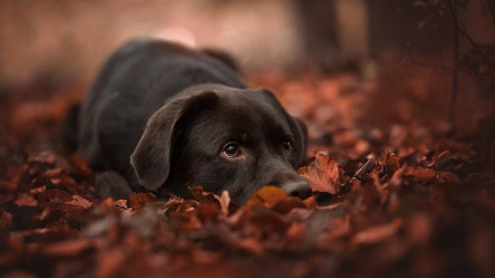 Autumn Adventure with a Black Labrador Puppy wallpaper