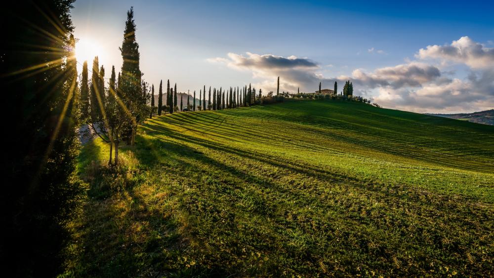 Tuscany's Serene Sunlit Meadows wallpaper