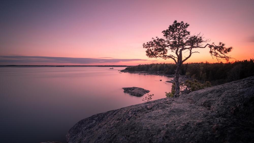 Tranquil Sunset over Lake Ladoga with Lone Tree wallpaper