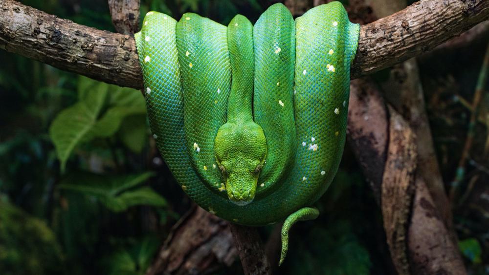 Vibrant Green Tree Python Elegantly Coiled wallpaper