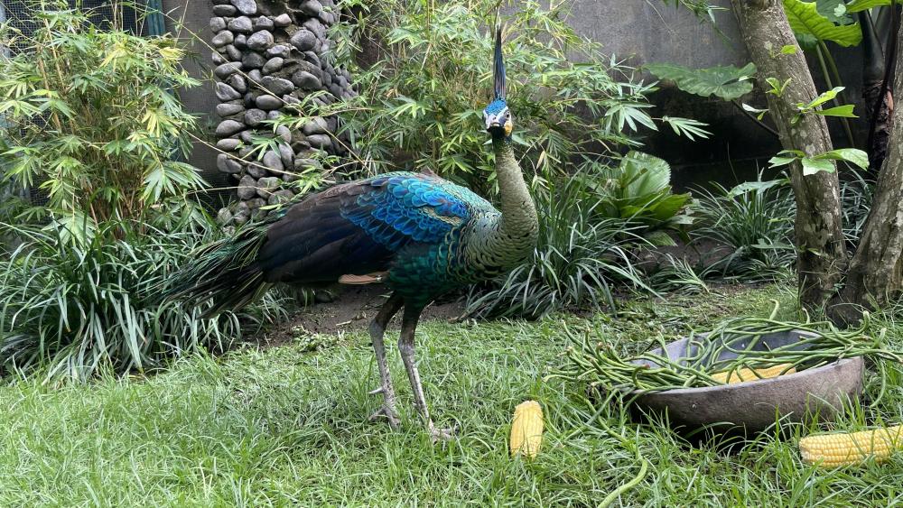 Majestic Peacock in Lush Greenery wallpaper