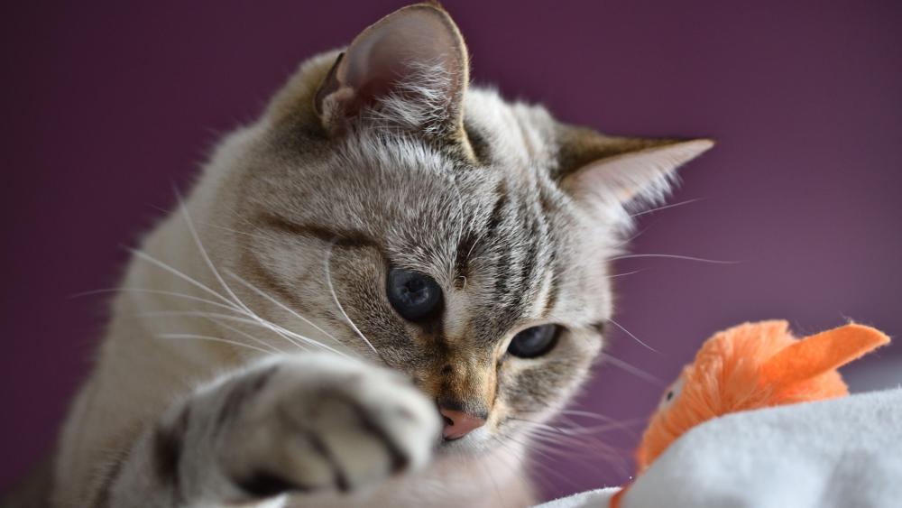 Curious Cat Playing with Toy wallpaper