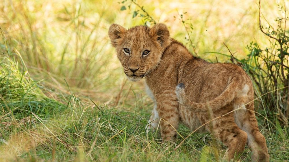 Lion Cub in Golden Grassland wallpaper