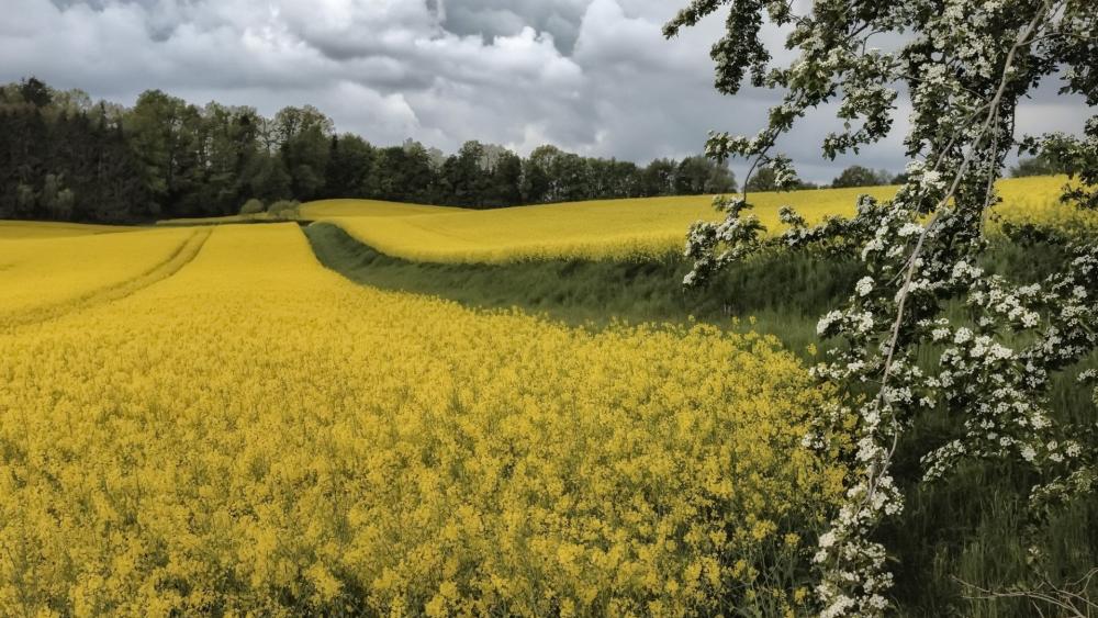 Golden Rapeseed Fields Under Cloudy Skies wallpaper