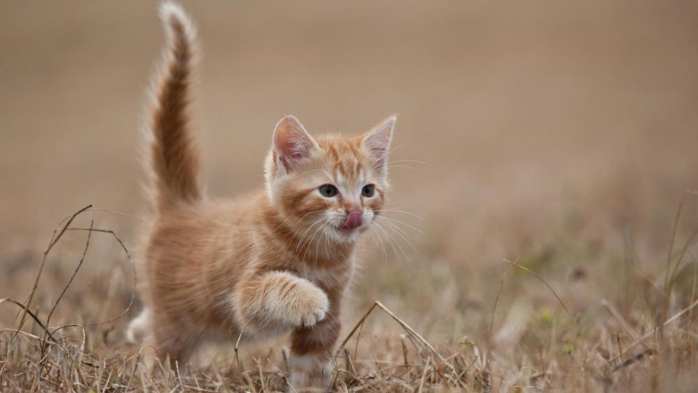 Ginger Kitten Exploring the Outdoors wallpaper