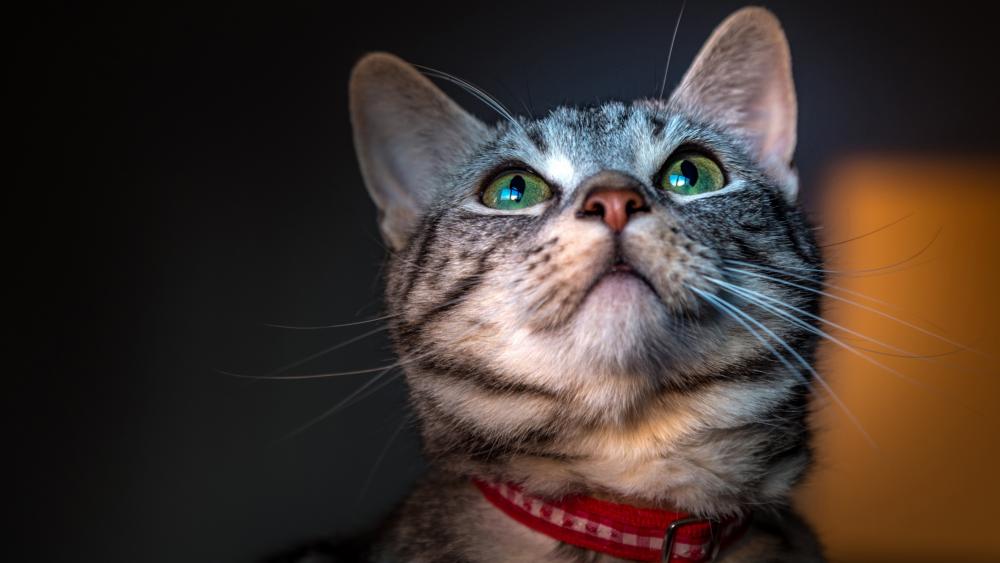 Tabby Cat's Curious Gaze in Stunning 4K wallpaper