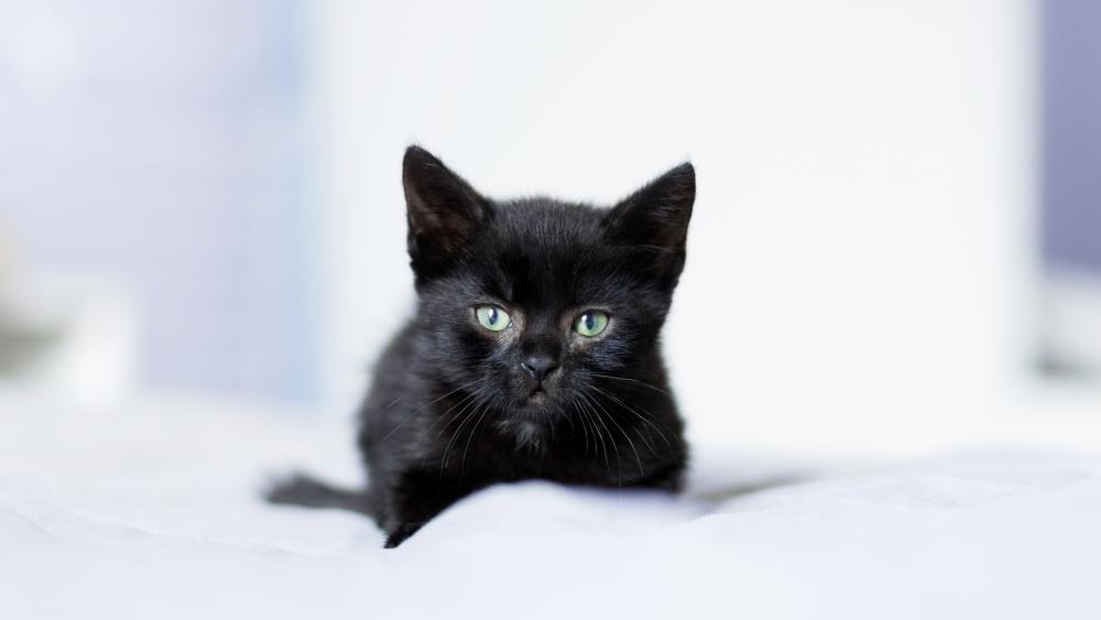 Black Kitten's Curious Gaze in 4K Clarity wallpaper