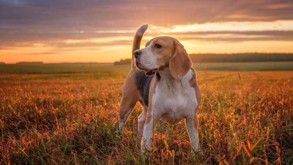 Beagle in a Golden Sunset Field wallpaper