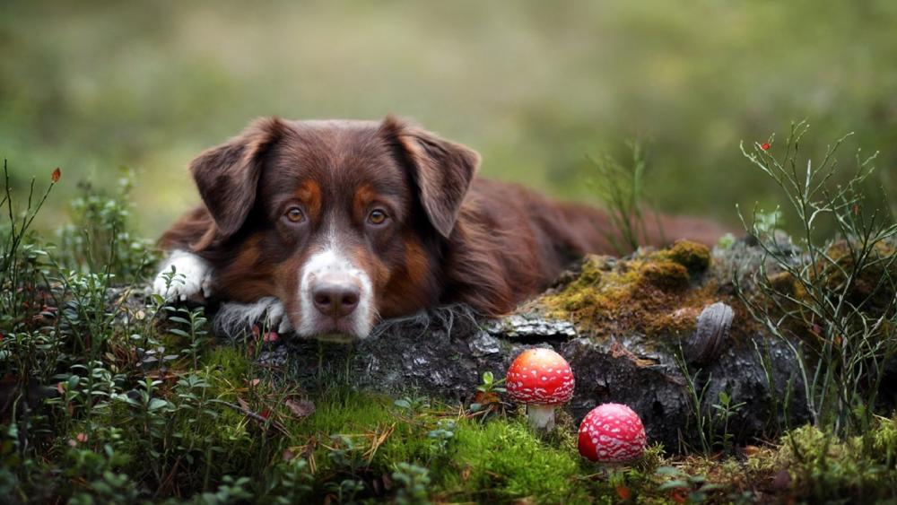 Majestic Australian Shepherd in Enchanted Woodland wallpaper