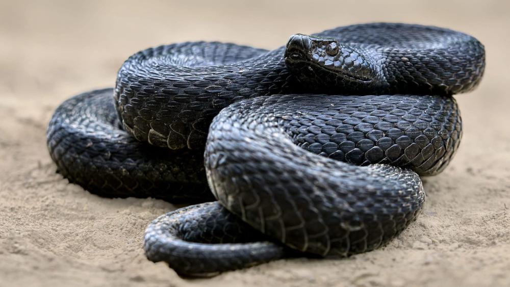 Black Viper Close-Up in Serene Habitat wallpaper
