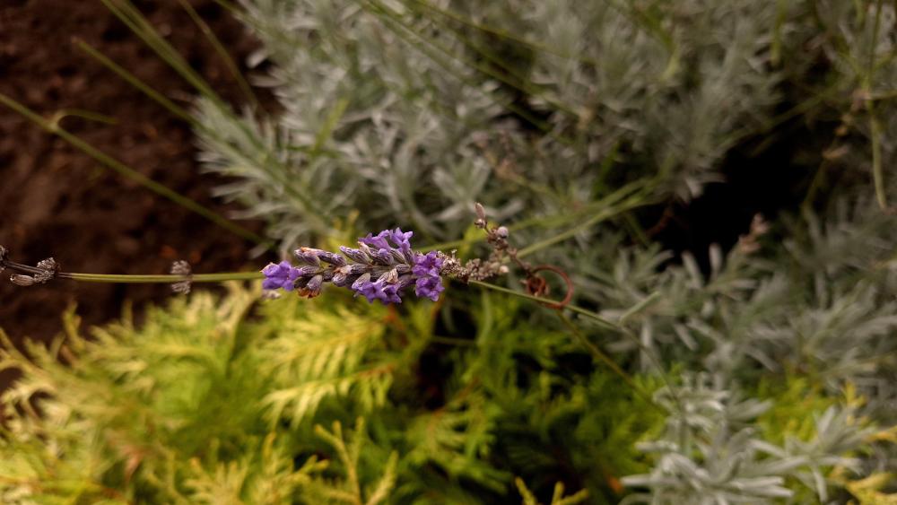 Lavender in October wallpaper