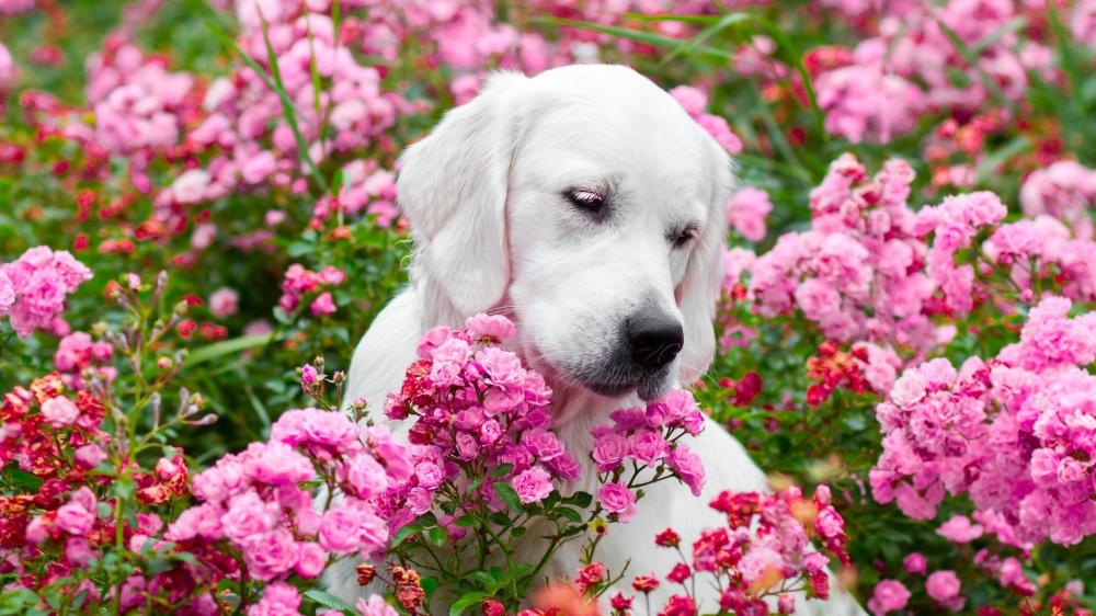Golden Retriever Puppy Among Blossoming Pink Flowers wallpaper