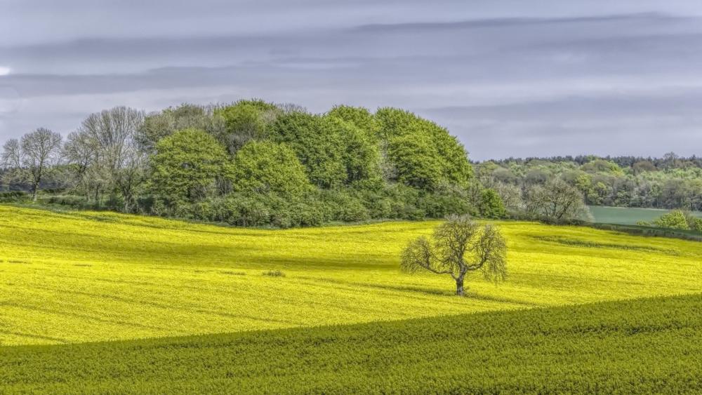 Lone Tree in Vibrant Spring Meadow wallpaper