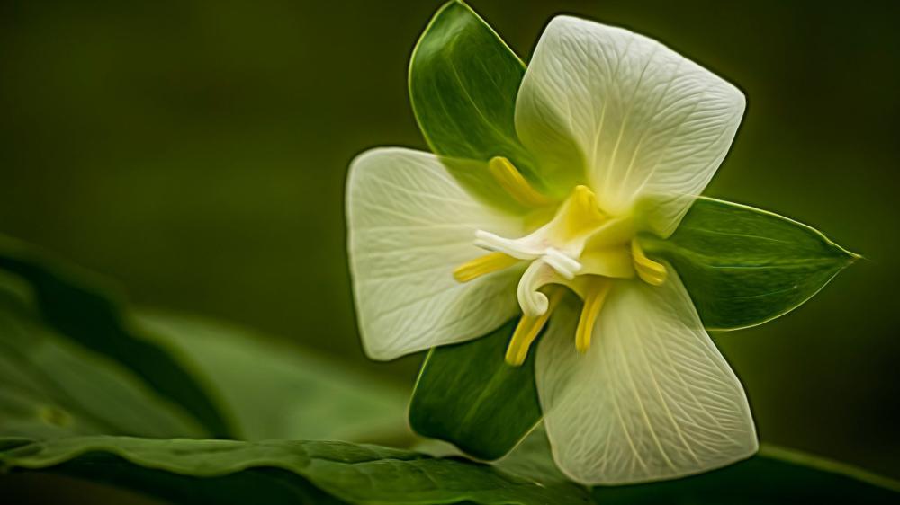 Elegant Trillium Blossom in Focus wallpaper