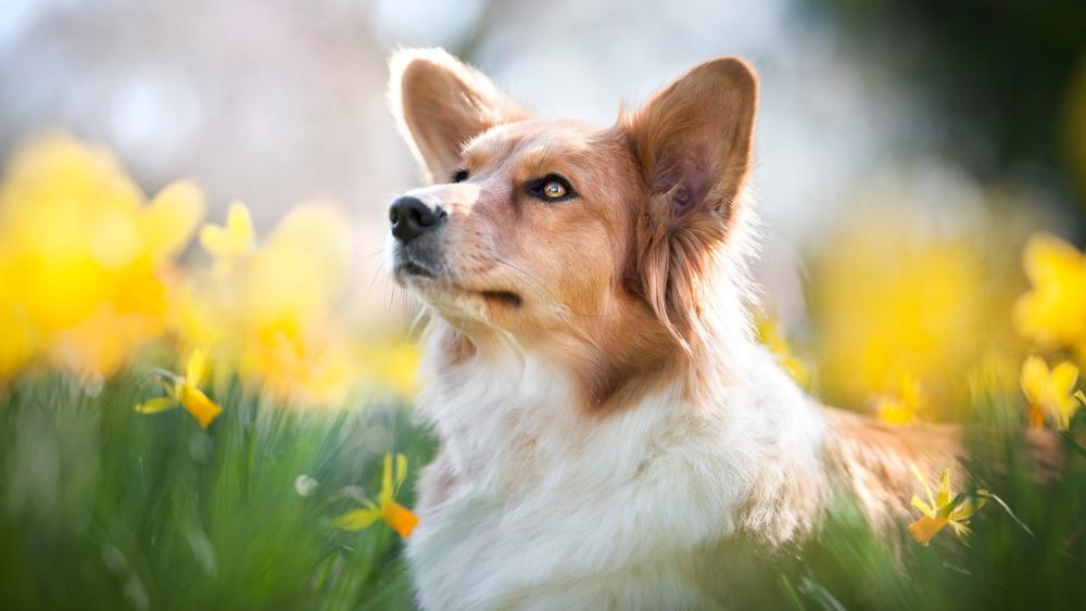 Enchanting Corgi Amidst Sunny Blossoms wallpaper