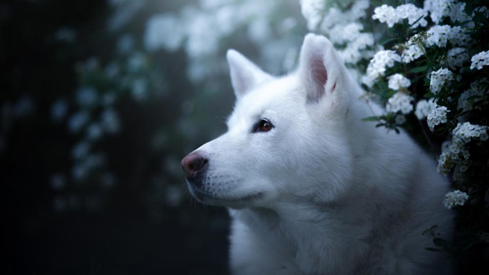 Majestic White Dog Among Blossoms wallpaper