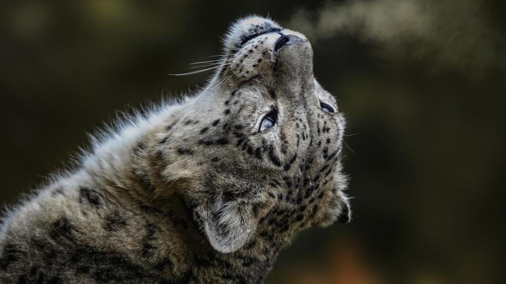 Snow Leopard's Graceful Gaze wallpaper