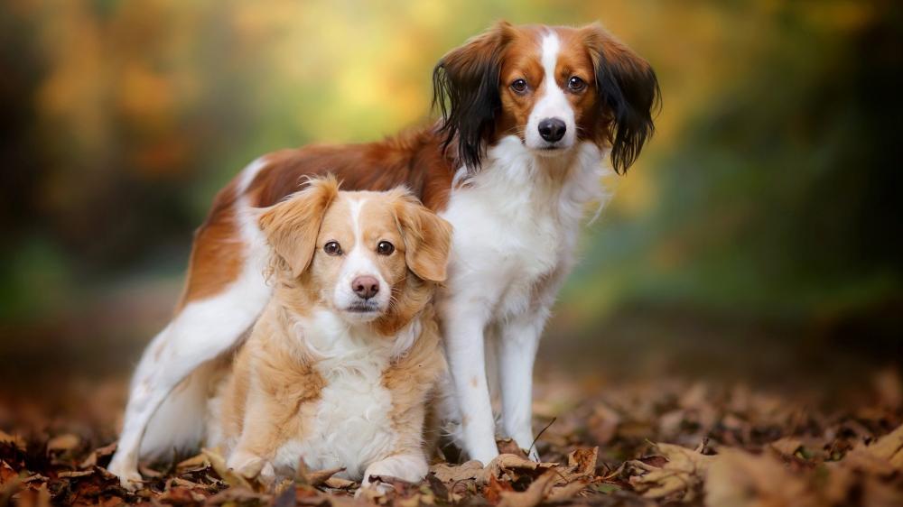Kooikerhondje Companions in Autumn Splendor wallpaper