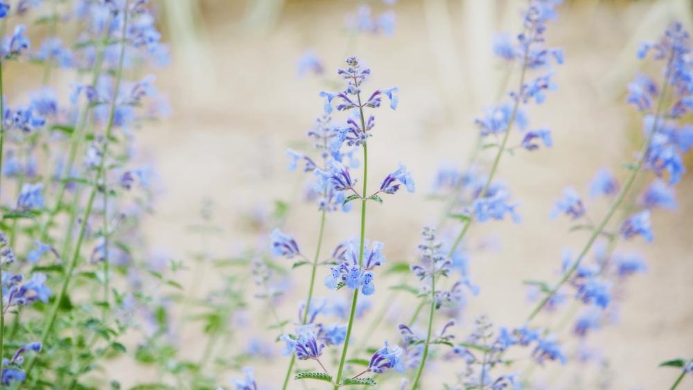 Blue Delphinium Serenity in Bloom wallpaper
