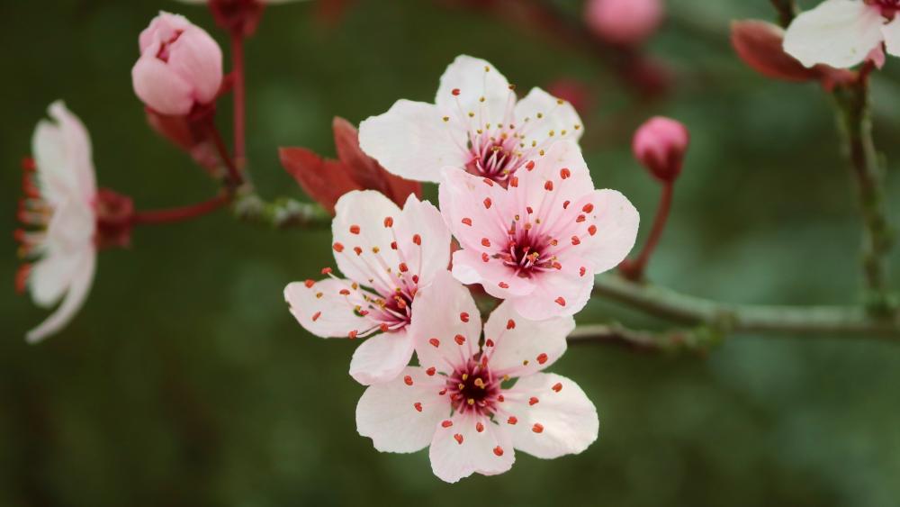 Cherry Blossoms in Full Spring Bloom wallpaper