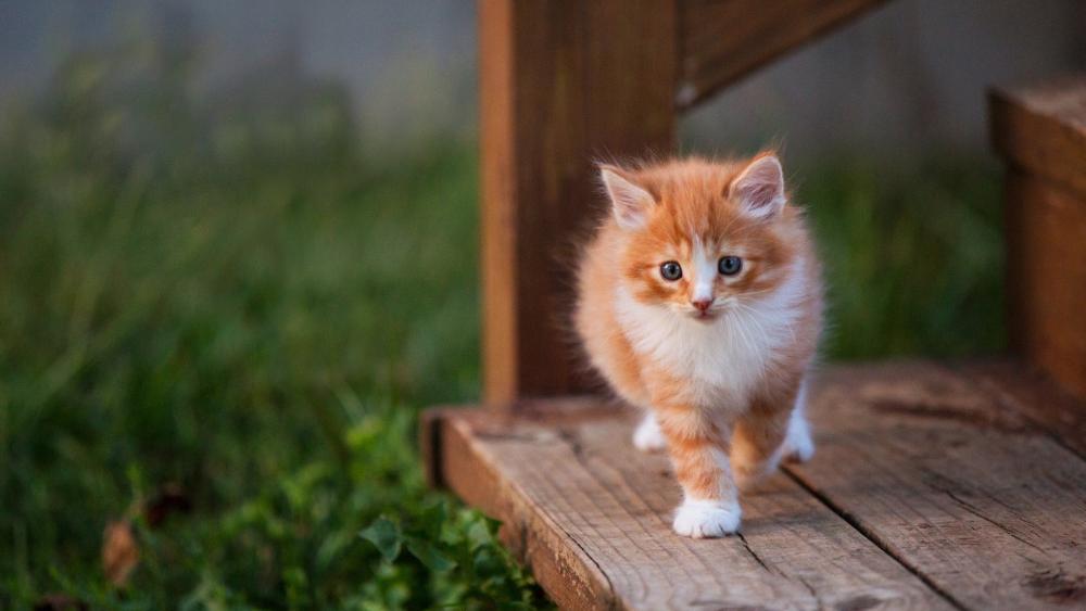 Ginger Kitten on Wooden Steps Adventure wallpaper