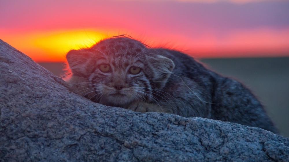 Pallas's Cat at Dusk Amidst Serenity wallpaper