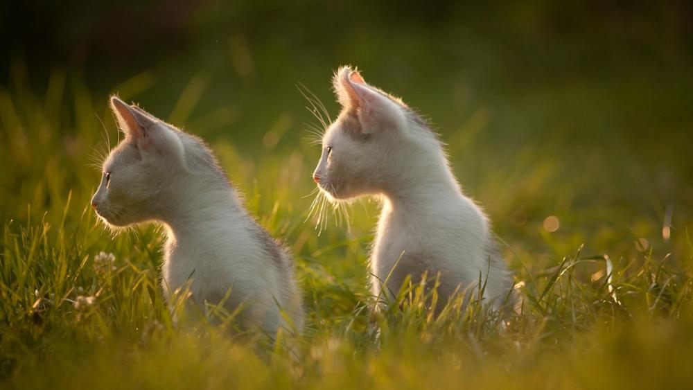 Kittens in the Golden Glow of Sunrise wallpaper