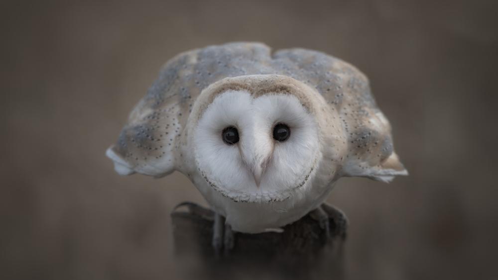 Silent Gaze of the Majestic Barn Owl wallpaper