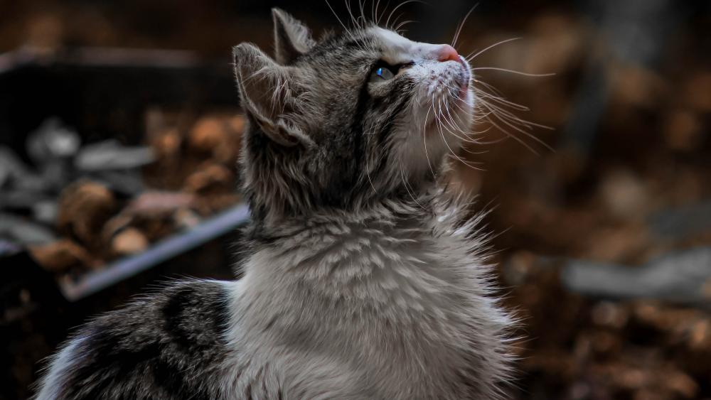 Gentle Whiskers Gray Tabby Tranquility wallpaper