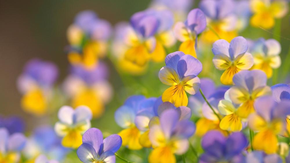 Blooming Harmony Pansy Field wallpaper