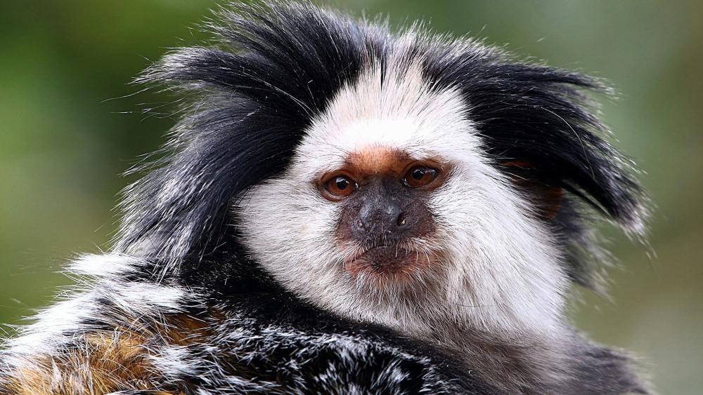White-Headed Marmoset in Natural Habitat wallpaper