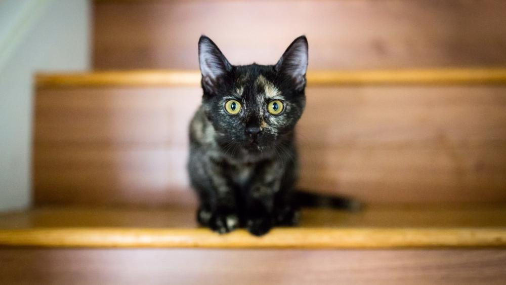 Tortoiseshell Kitten on Wooden Stairs wallpaper