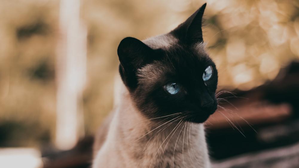 Siamese Cat in Serene Nature Setting wallpaper