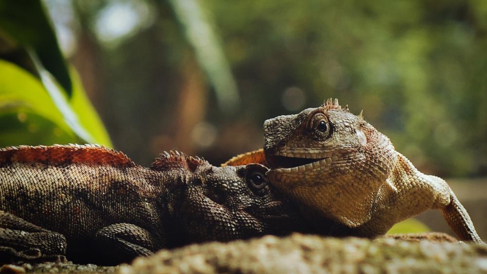 Resting Lizards in Lush Habitat wallpaper
