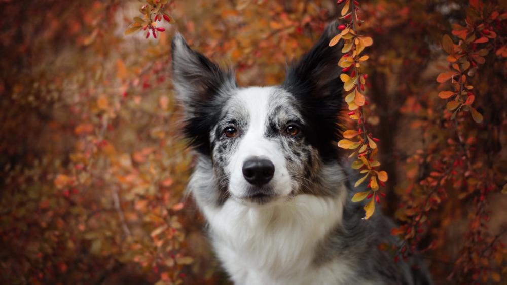 Border Collie in Autumn Bliss wallpaper