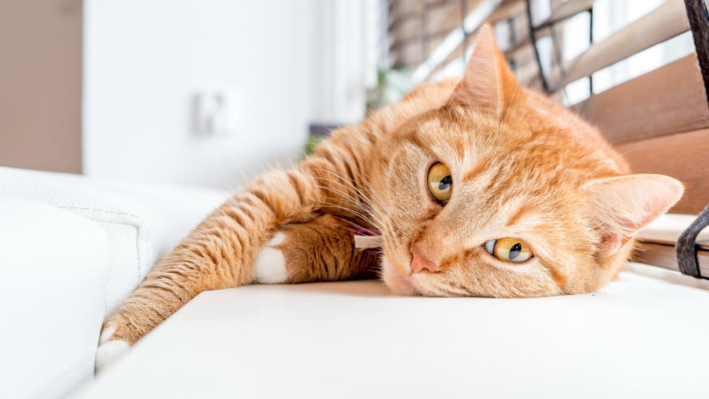 Ginger Cat with Mesmerizing Eyes in 5K Clarity wallpaper