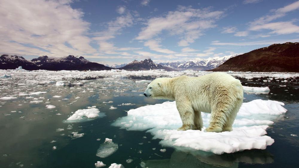 Polar Bear on Shifting Arctic Ice wallpaper