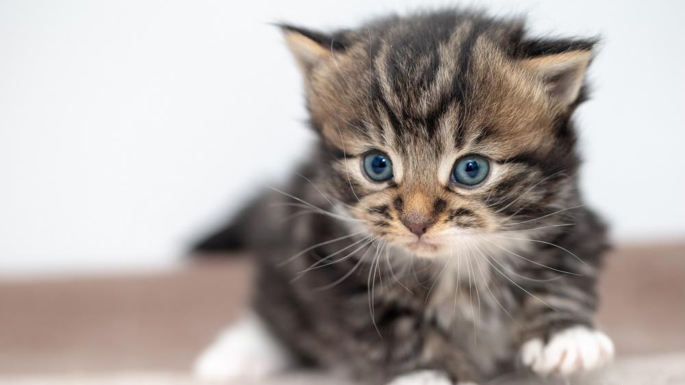 Adorable Blue-Eyed Kitten in High-Resolution wallpaper