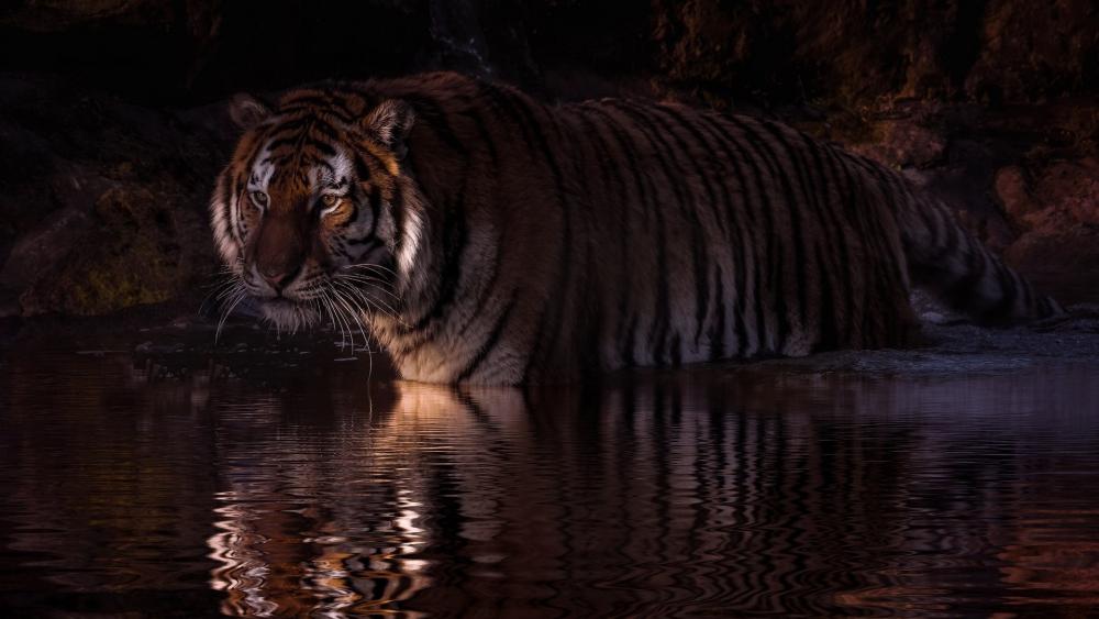 Enigmatic Tiger in Nocturnal Waters wallpaper