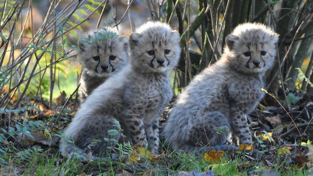 Adorable Cheetah Cubs in Their Natural Habitat wallpaper