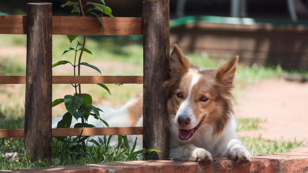 Border Collie Relaxing by the Fence wallpaper