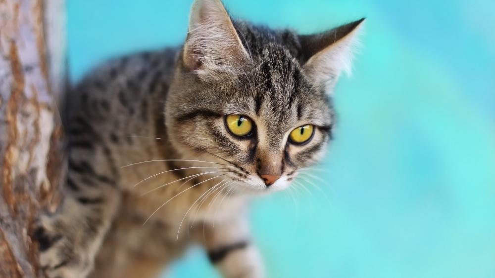 Tabby Cat on a Vibrant Blue Background wallpaper