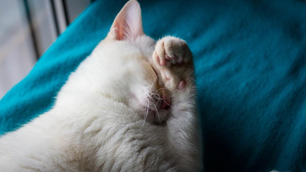 Cozy Cat Resting on a Soft Blanket wallpaper