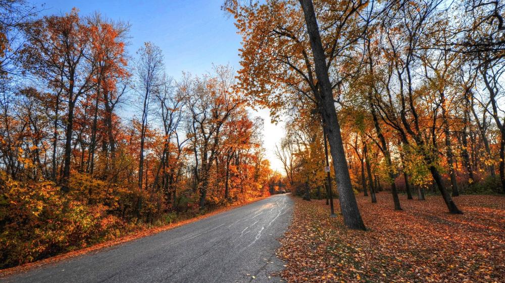 Autumn Journey Through a Serene Forest Road wallpaper