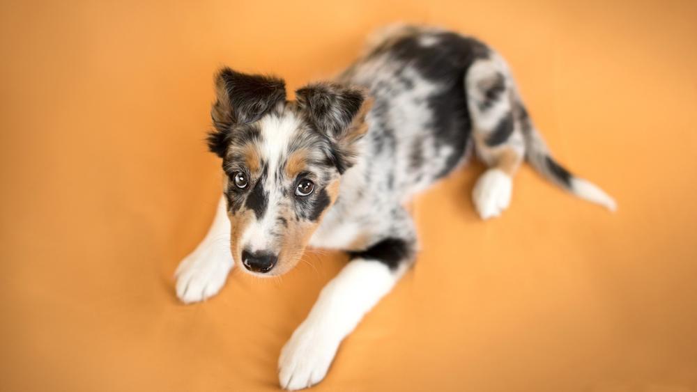 Border Collie Puppy Charm wallpaper