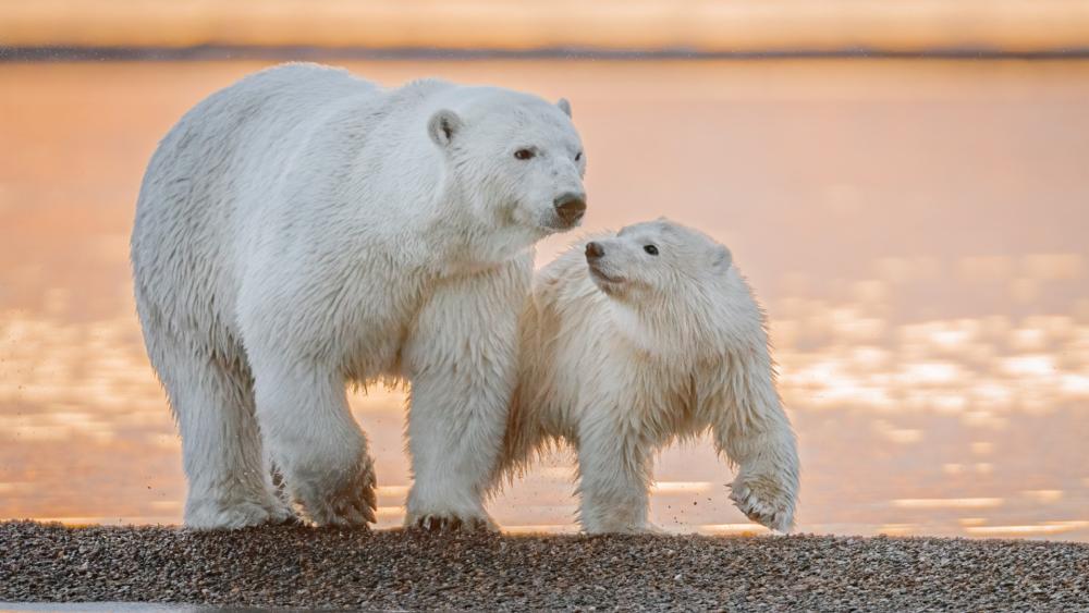 Polar Bear Tender Moments in Arctic Glow wallpaper